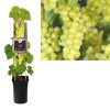 Vitis 'Supaga' - Witte druif