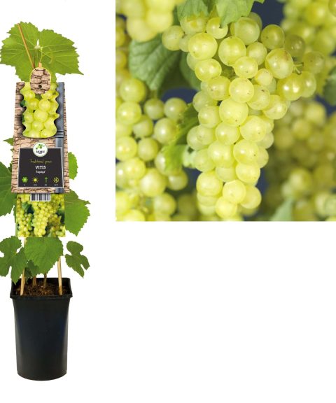 Vitis 'Supaga' - Witte druif