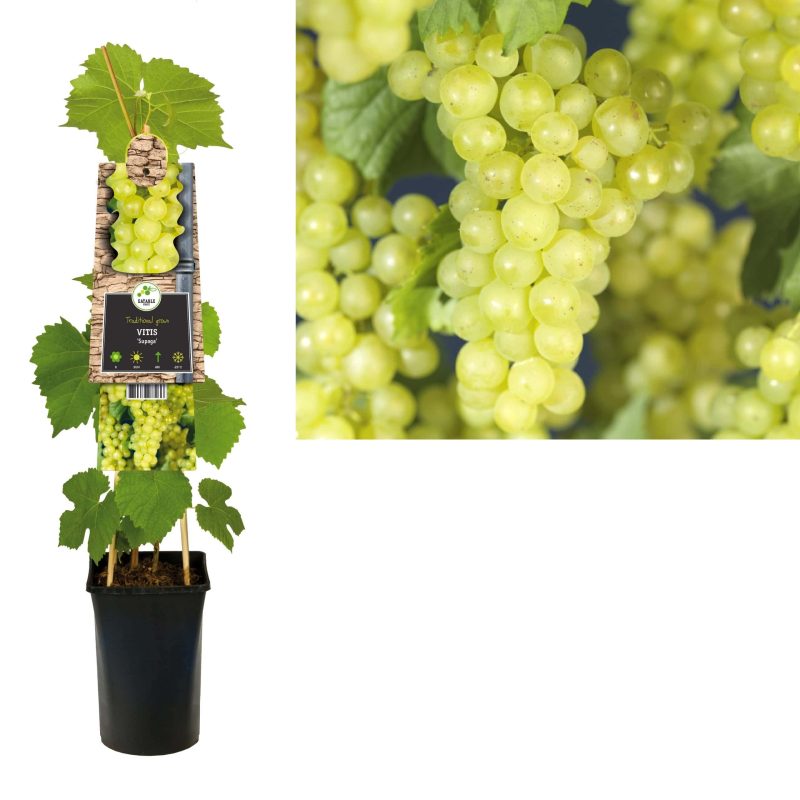 Vitis 'Supaga' - Witte druif