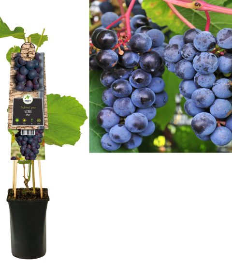 Vitis Vinifera 'Zilga' - Blauwe druif