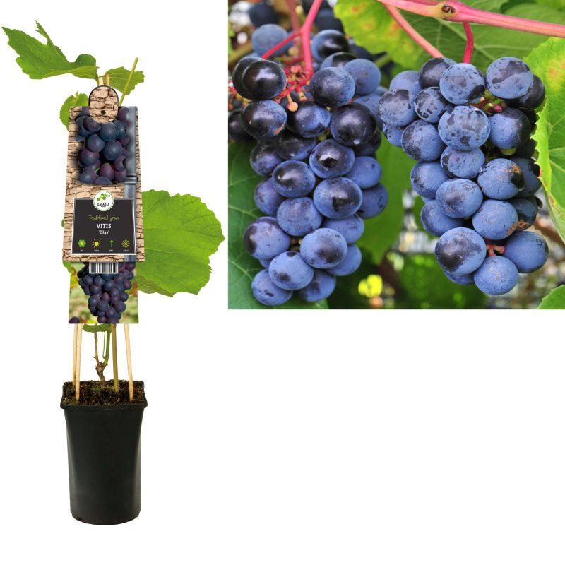 Vitis Vinifera 'Zilga' - Blauwe druif