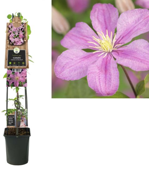 Clematis 'Comtesse de Bouchaud'
