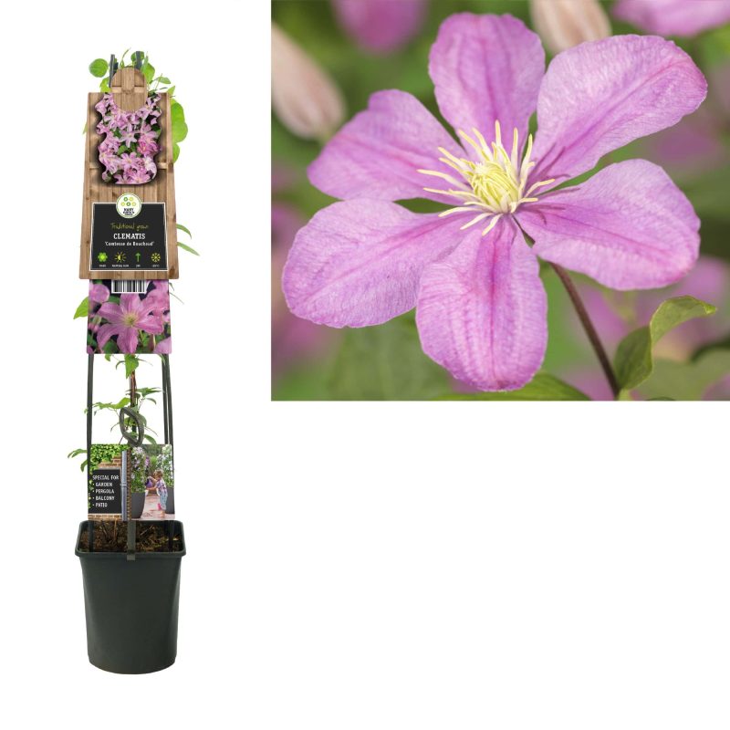 Clematis 'Comtesse de Bouchaud'