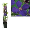 Clematis 'Jackmanii'