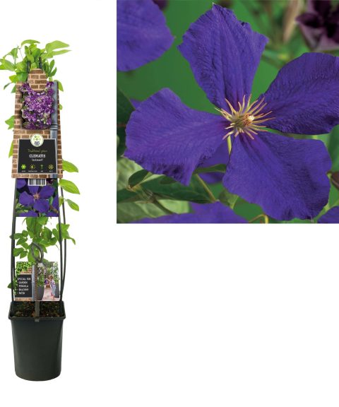 Clematis 'Jackmanii'