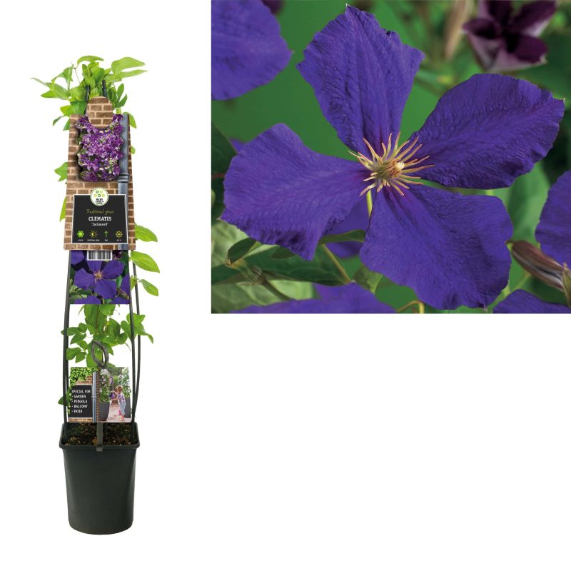 Clematis 'Jackmanii'