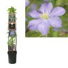 Clematis 'Prince Charles'