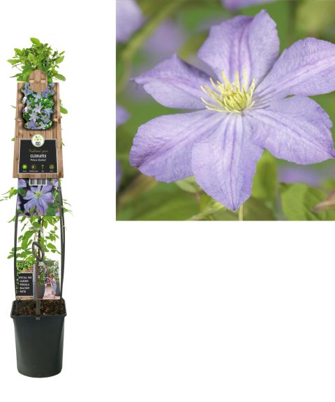 Clematis 'Prince Charles'