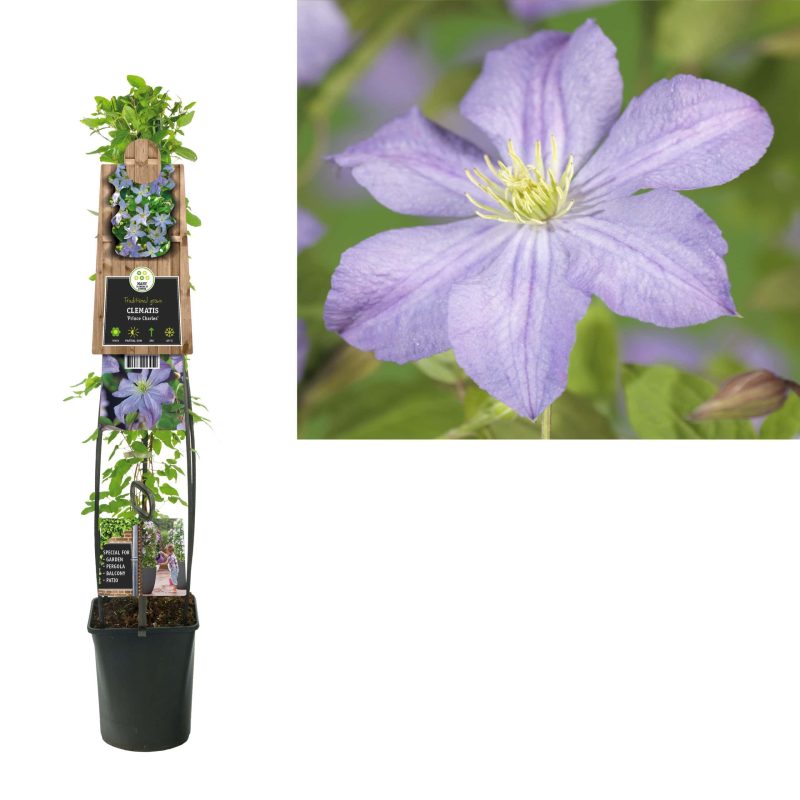 Clematis 'Prince Charles'