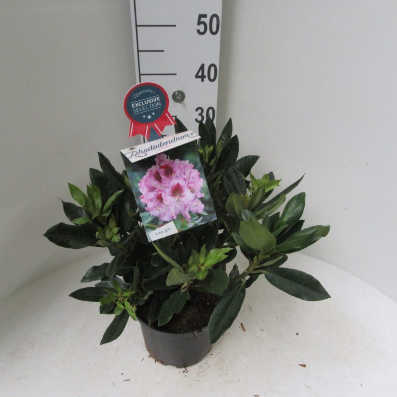 Rhododendron 'Kabarett' lila met donker hart