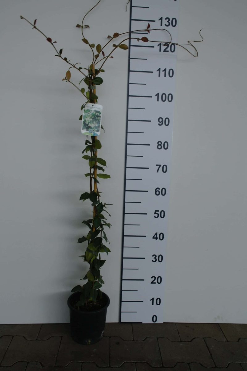 Trachelospermum asiaticum 'Angus'