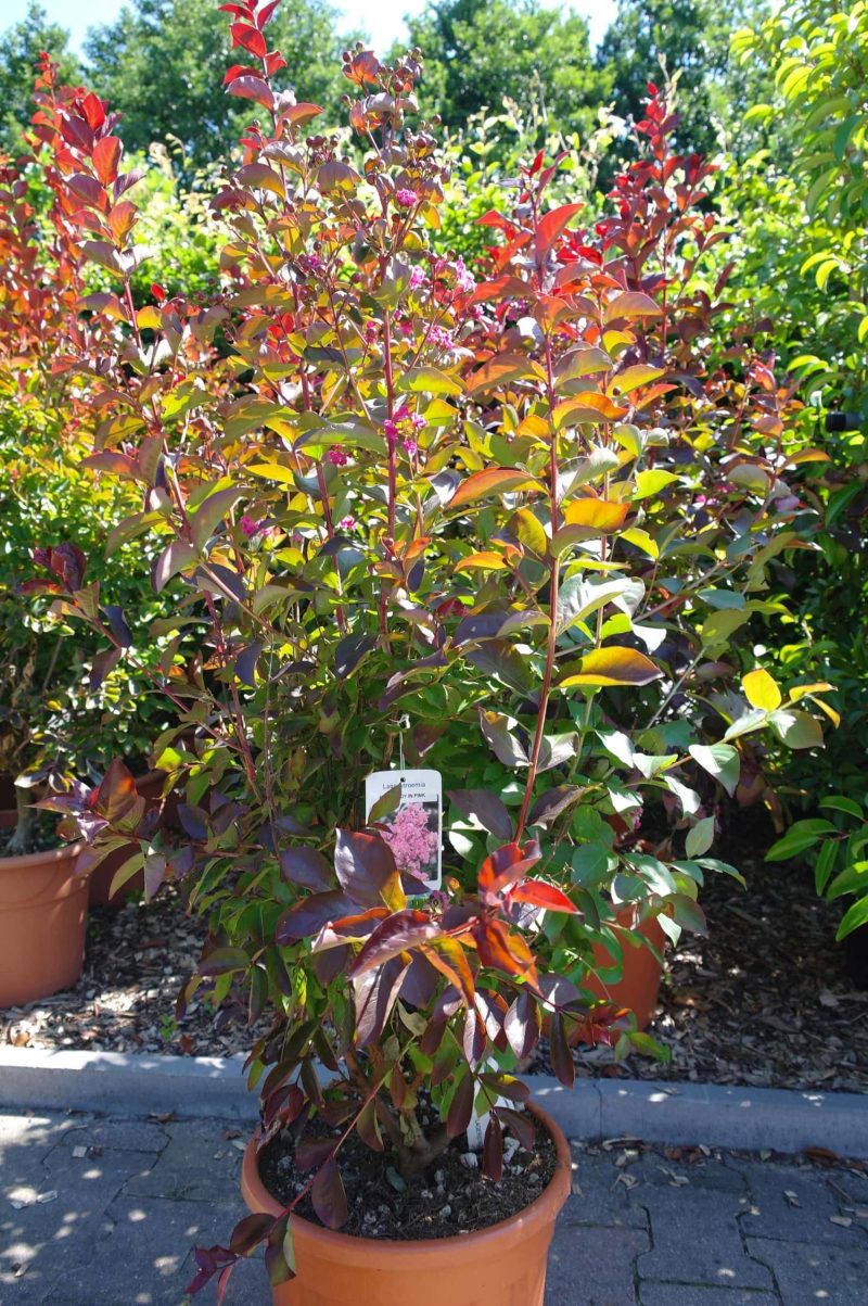 Lagerstroemia Indica Rhapsody in Pink