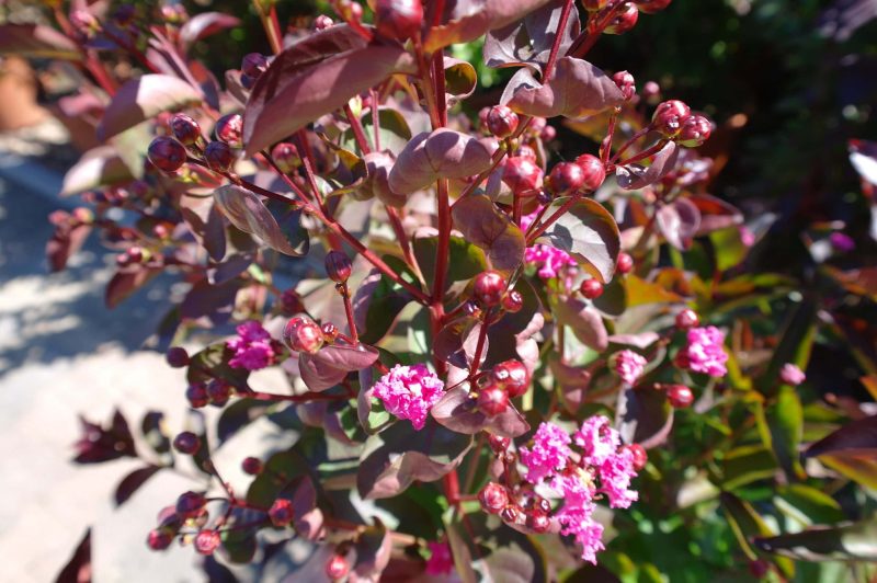 Lagerstroemia Indica Rhapsody in Pink - Afbeelding 2