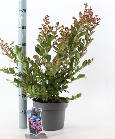 Lagerstroemia indica With Love Eternal ('Milaperl'PBR)