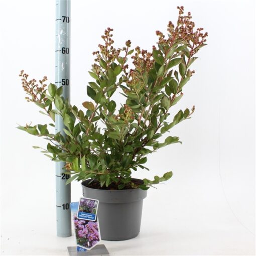 Lagerstroemia indica With Love Eternal ('Milaperl'PBR)