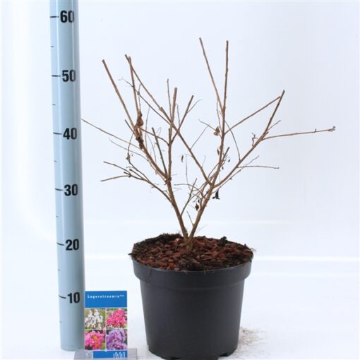 Lagerstroemia indica With Love Eternal ('Milaperl'PBR) - Afbeelding 2