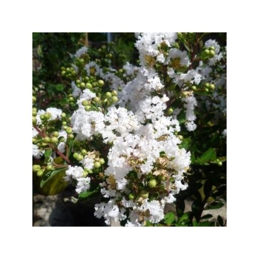 Lagerstroemia indica With Love Virgin ('Milabla'PBR) - Afbeelding 2