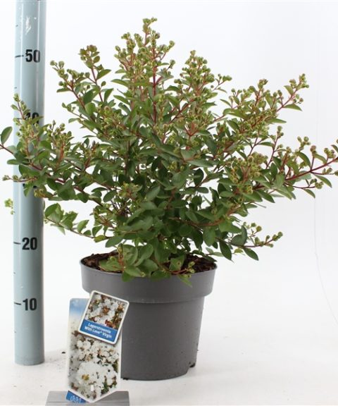Lagerstroemia indica With Love Virgin ('Milabla'PBR)