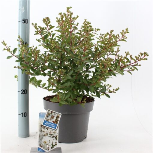 Lagerstroemia indica With Love Virgin ('Milabla'PBR)