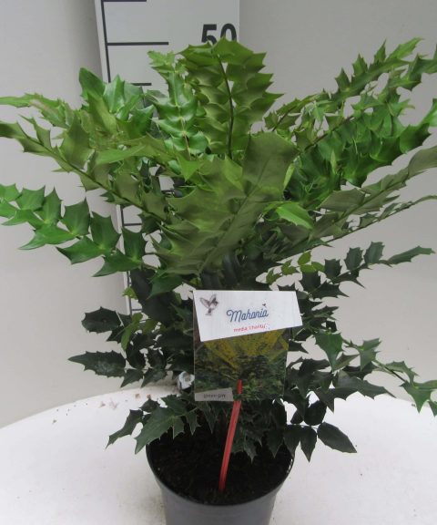Mahonia Media 'Charity'