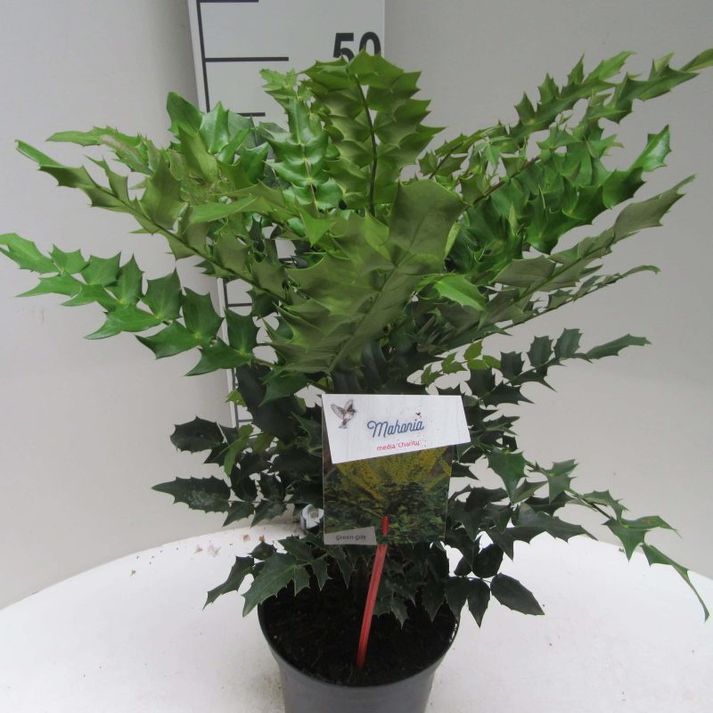 Mahonia Media 'Charity'