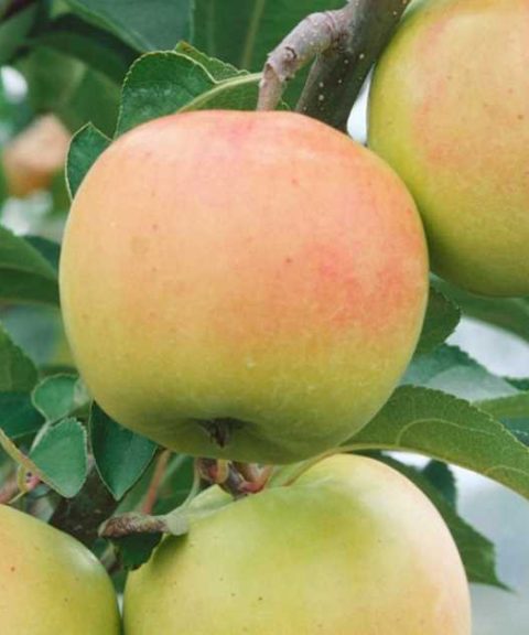 Malus 'Rhapsody'