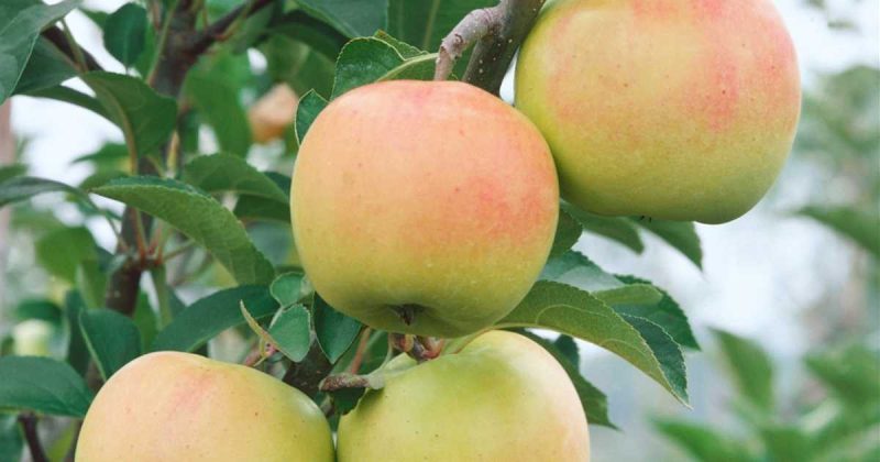 Malus 'Rhapsody'