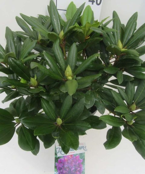 Rhododendron 'Marcel Menard' paars
