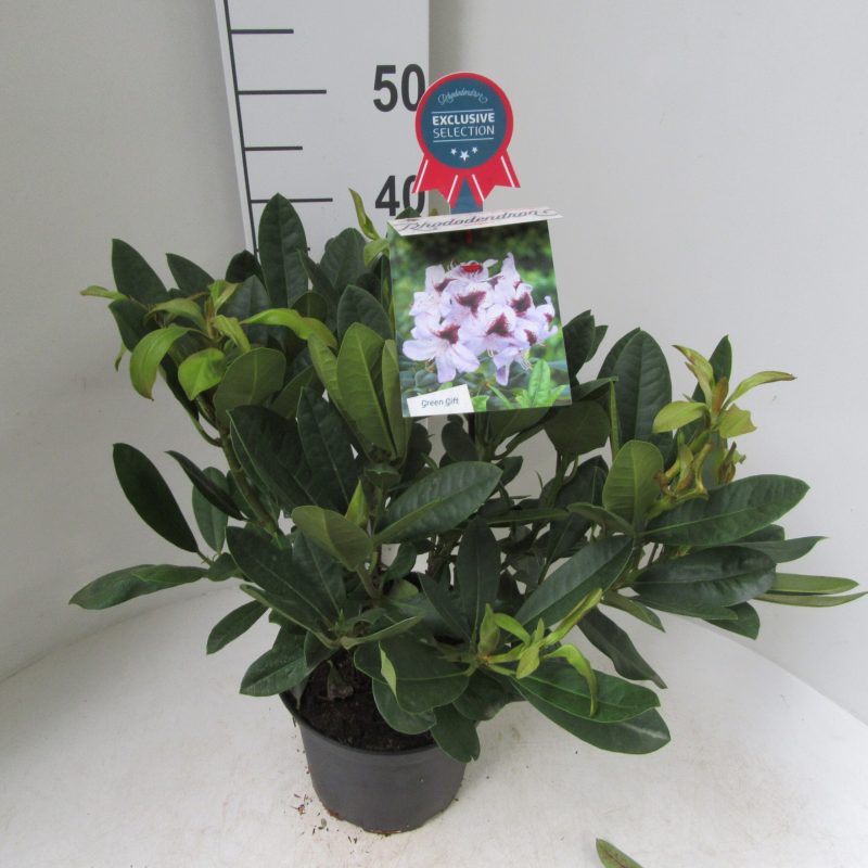 Rhododendron 'Metallica' paars met donker hart