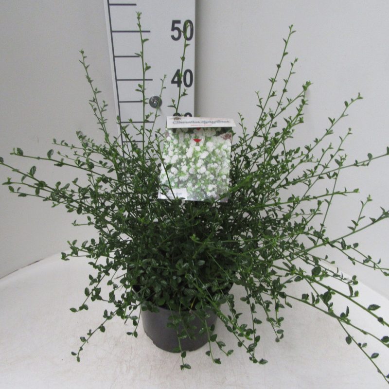 Ceanothus 'Millerton Point'