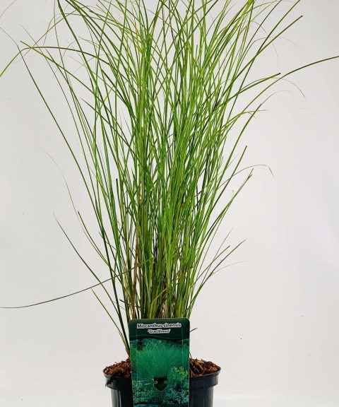 Miscanthus sinensis 'Gracillimus'