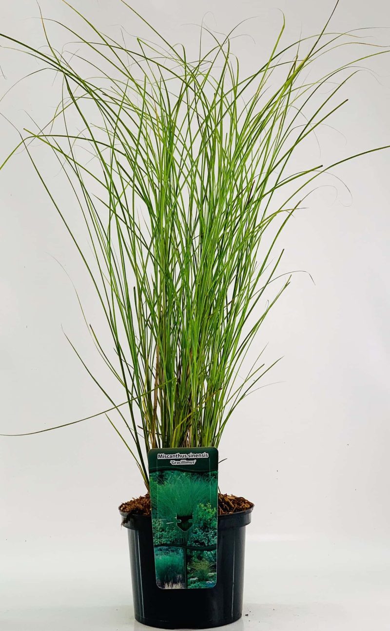 Miscanthus sinensis 'Gracillimus'