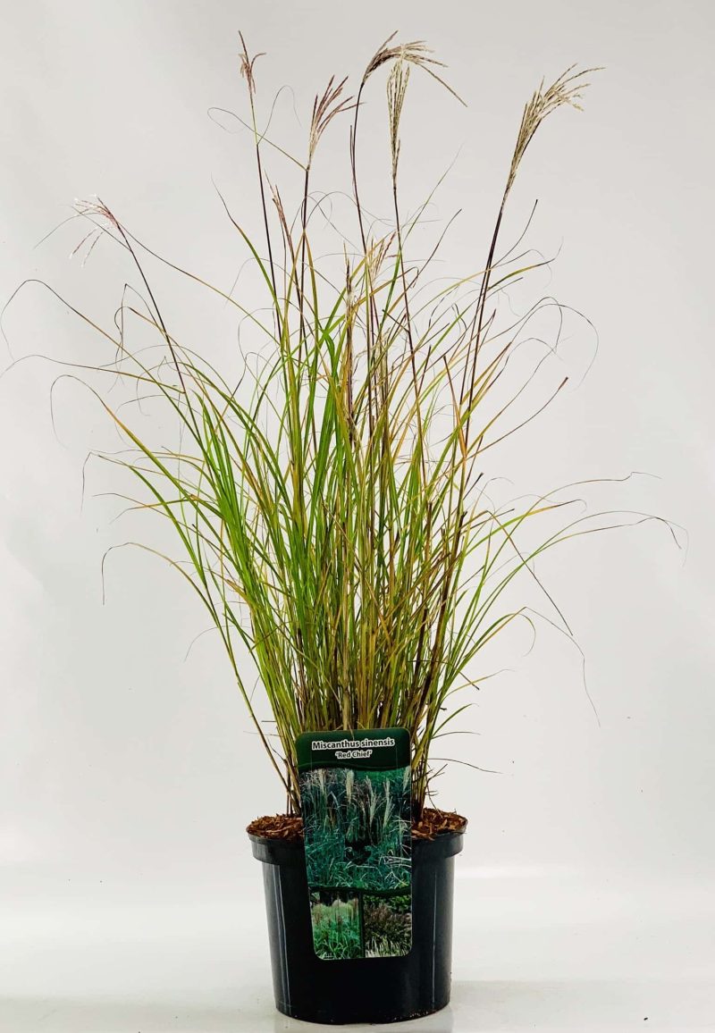 Miscanthus sinensis 'Red Cloud' - Prachtriet - Afbeelding 3