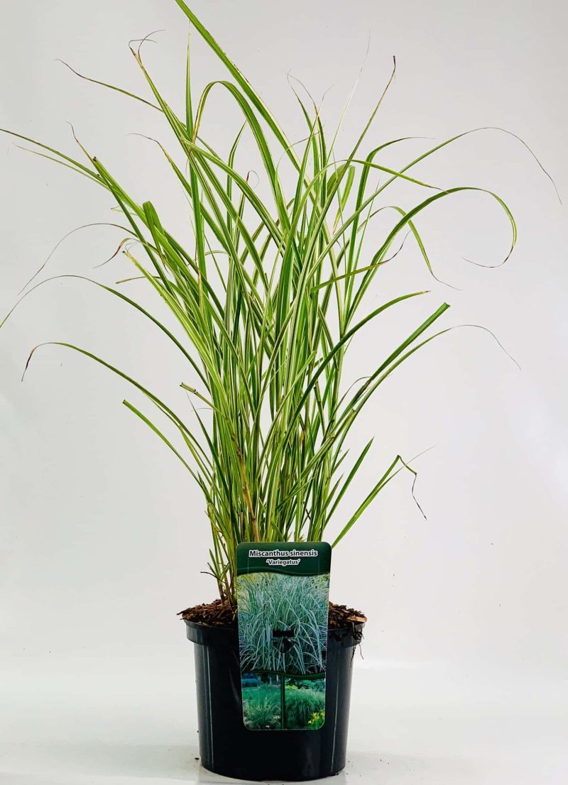 Miscanthus sinensis 'Variegatus'