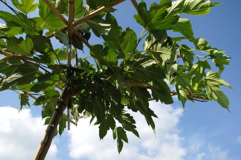 Morus alba Fruitless dakvorm - Afbeelding 2