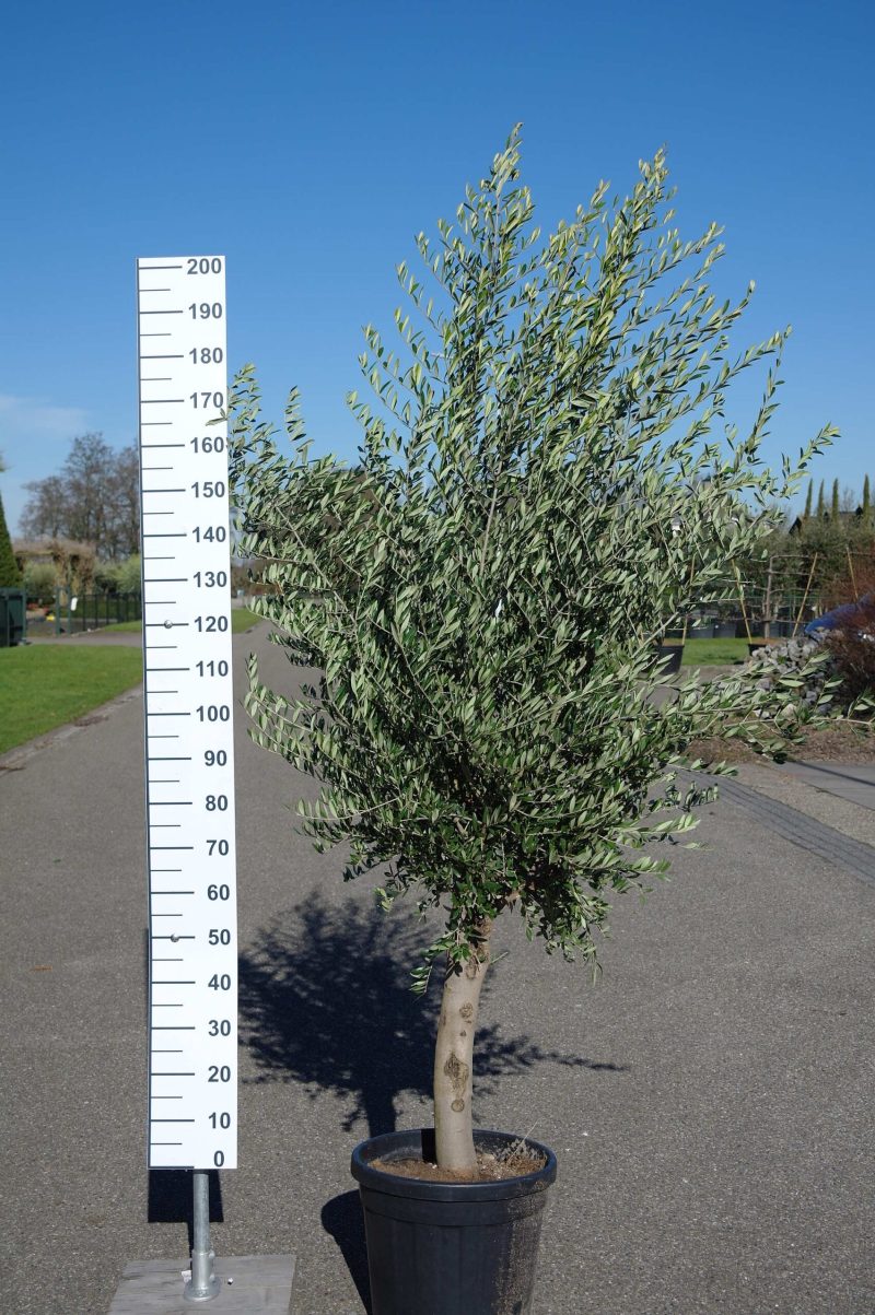 Olijfboom Olea Europea wild