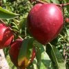 Prunus Nucipersica 'Stark Red Gold' - Nectarine