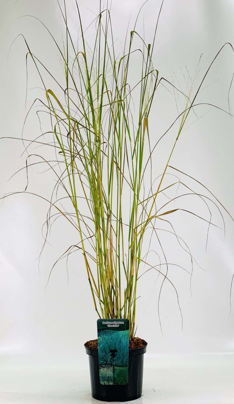 Panicum virgatum 'Cloud Nine'