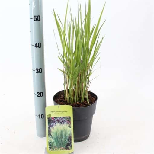 Panicum virgatum 'Northwind'