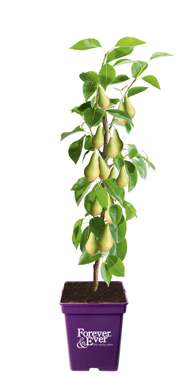 Peer Patioboom