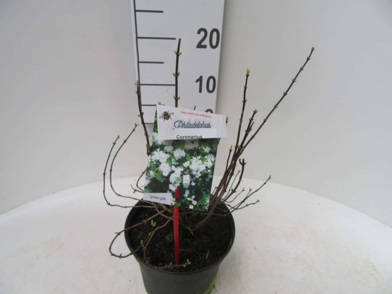 Philadelphus Coronarius 'Aureus' - Afbeelding 2