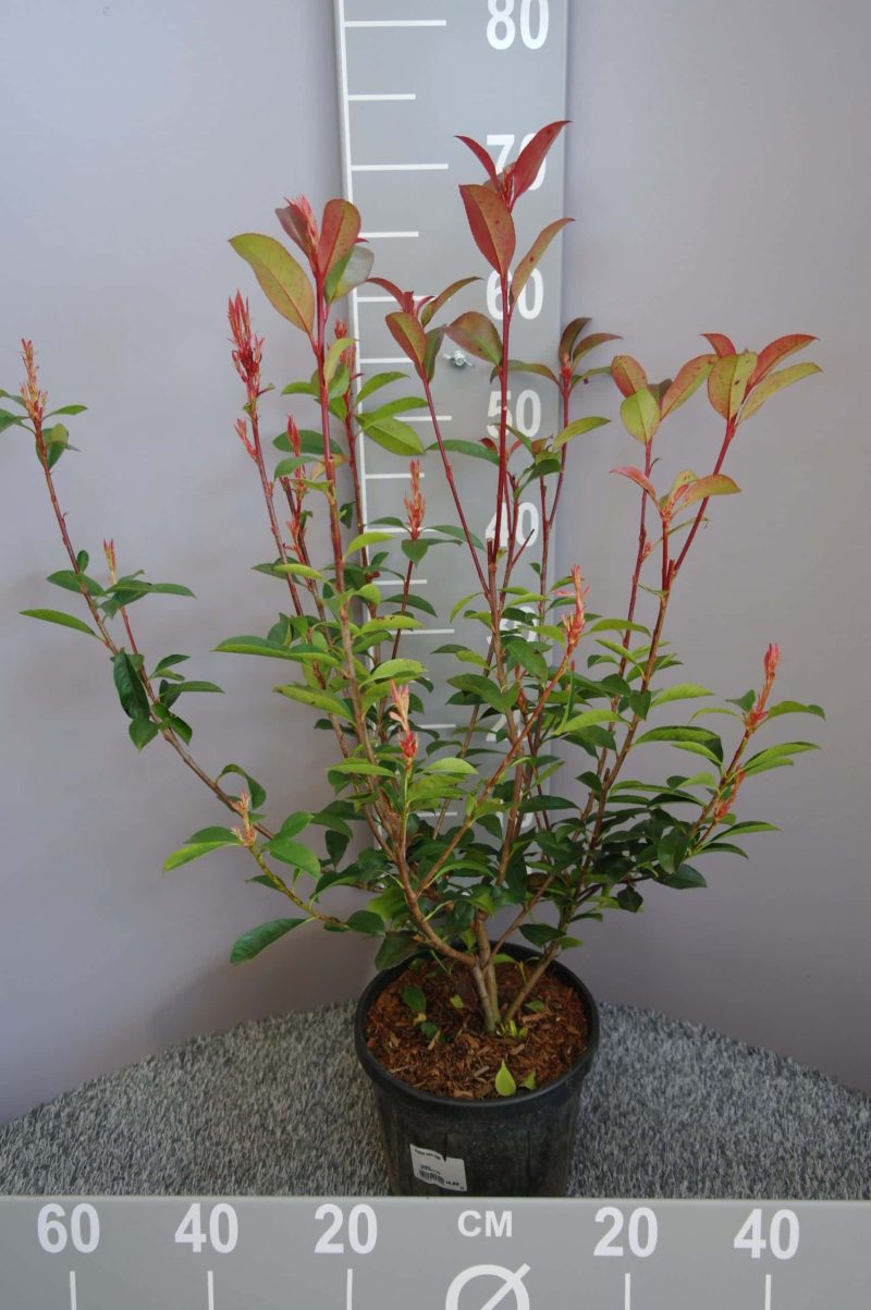 Photinia Carre Rouge