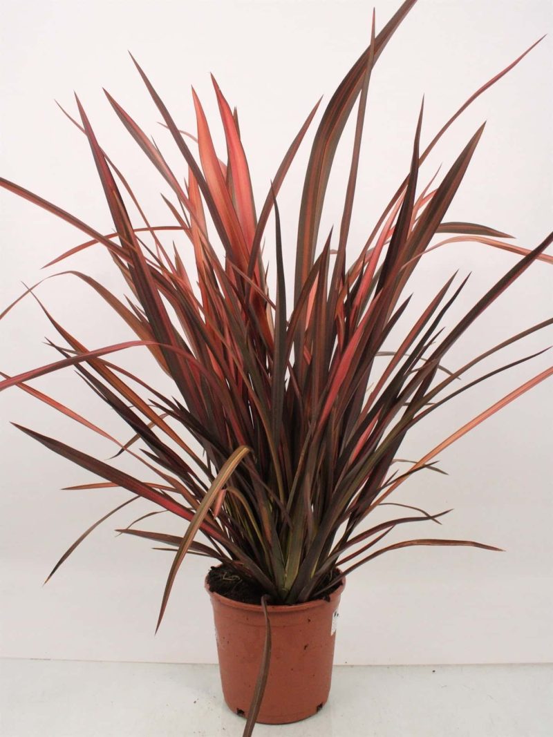 Phormium Tenax 'Evening Glow' - Nieuw-Zeelands Vlas