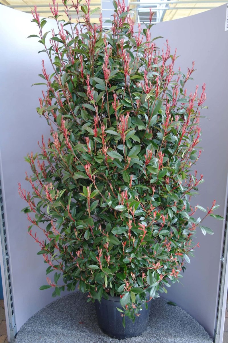 Photinia Carre Rouge