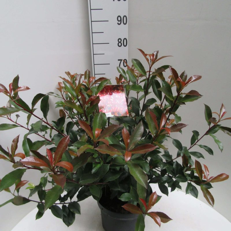 Photinia Carre Rouge