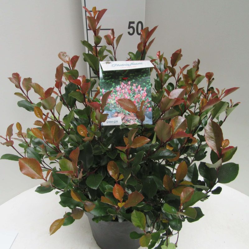 Photinia Fraseri 'Little Red Robin'