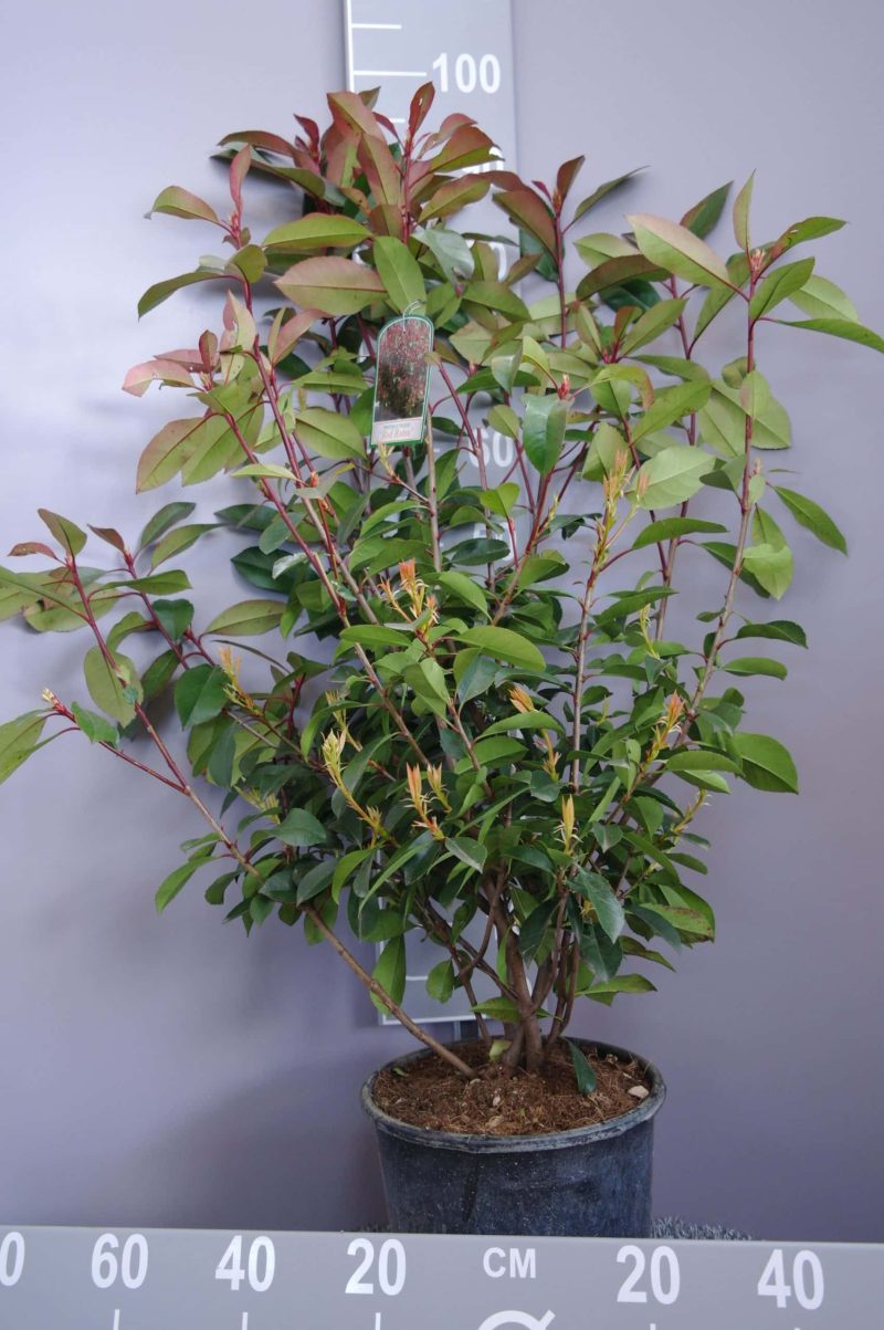 Photinia Red Robin