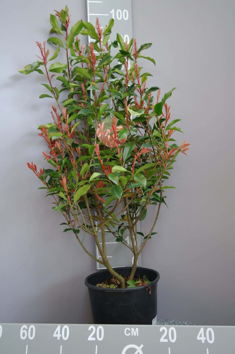 Photinia Fraseri 'Dynamo Red'