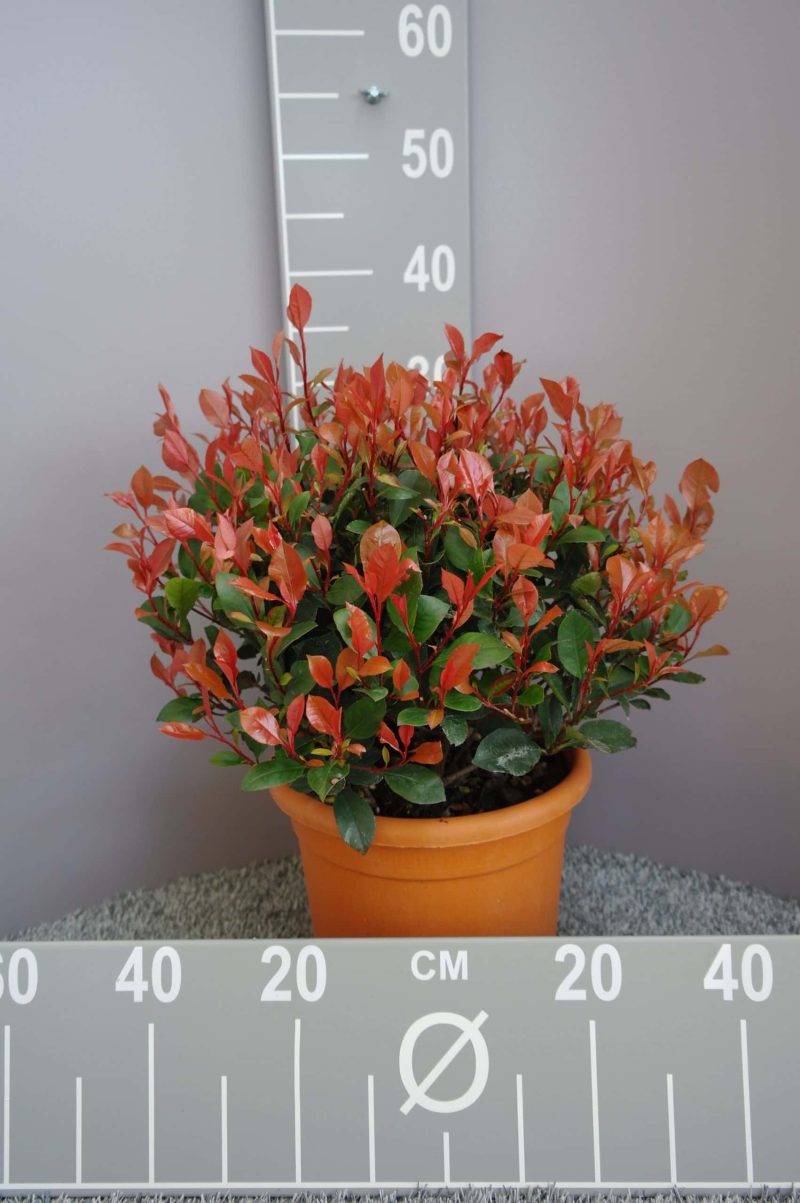 Photinia Fraseri 'Little Red Robin'