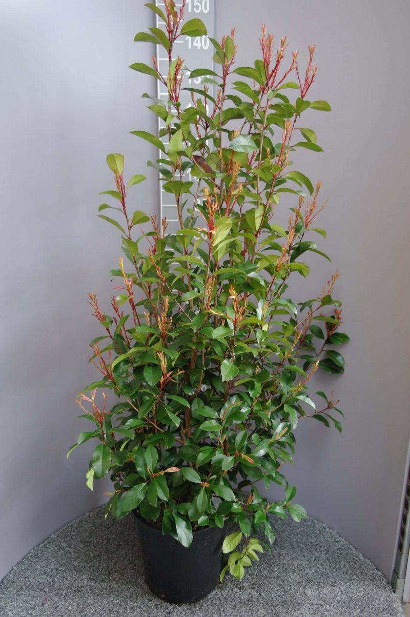 Photinia Red Robin